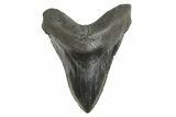 Serrated, Fossil Megalodon Tooth - South Carolina #299410-1